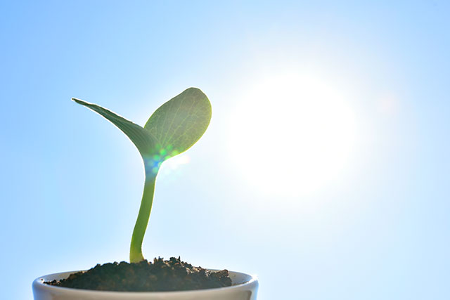 光に向かって成長する植物